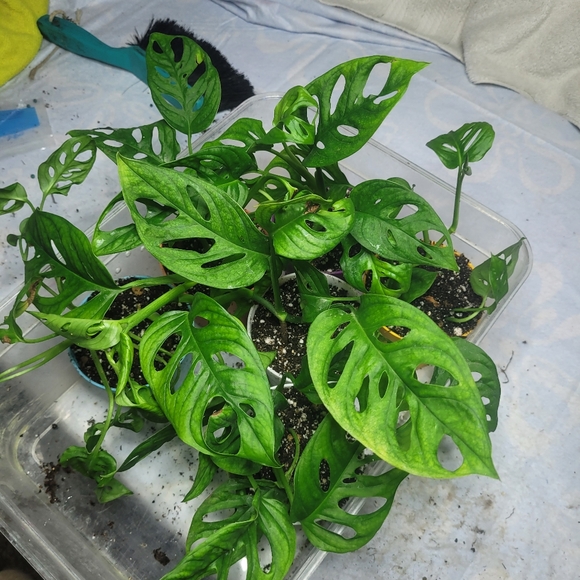 Live plant monstera swiss cheese full rooted - Picture 12 of 12